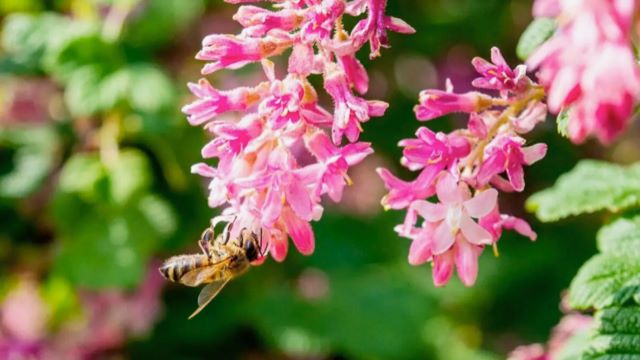 Bee pollinates garden flowers
