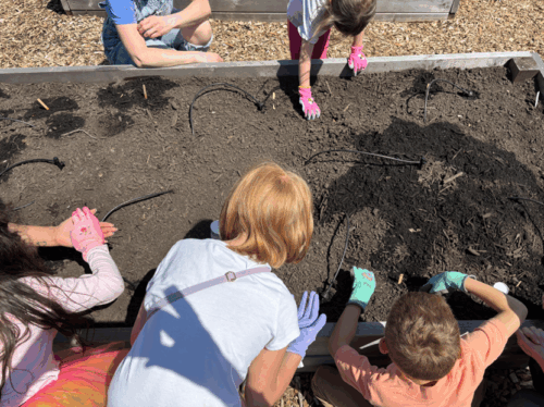 Photo of students kneeling over a garden bed and its drip irrigation