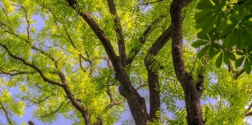 photo of a tree with green leaves