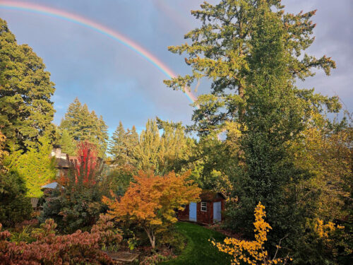 Photo of a rainbow in a blue sky, over trees and a red shed