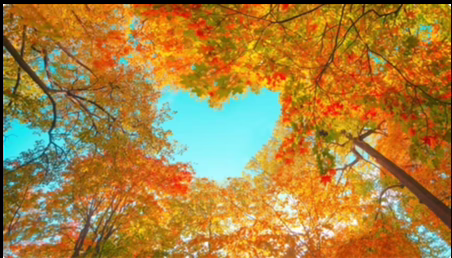 Photo looking up between trees, with the branches and leaves forming a heart shape in the sky.