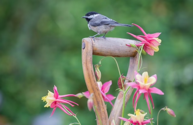 Photo of a bird on a planter with flowers